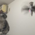 【アメショ 昼寝 日記】鳥？UFO？宙を舞う謎の物体に遭遇した猫！