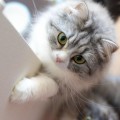 【猫 飼育 豆知識】グルメなネコ様は何がお好き？ねこ餌選びのポイント!