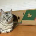 【アメショ 昼寝 日記】猫脱走!ちょっと目を離した隙に