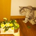 【アメショ 昼寝 日記】ねこのいたずら？玄関開けた、その時！とんでもない光景が