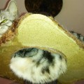 【猫 飼育 便利グッズ】ネコちゃんタワーは、ひなの聖域！猫って高いところ好き？
